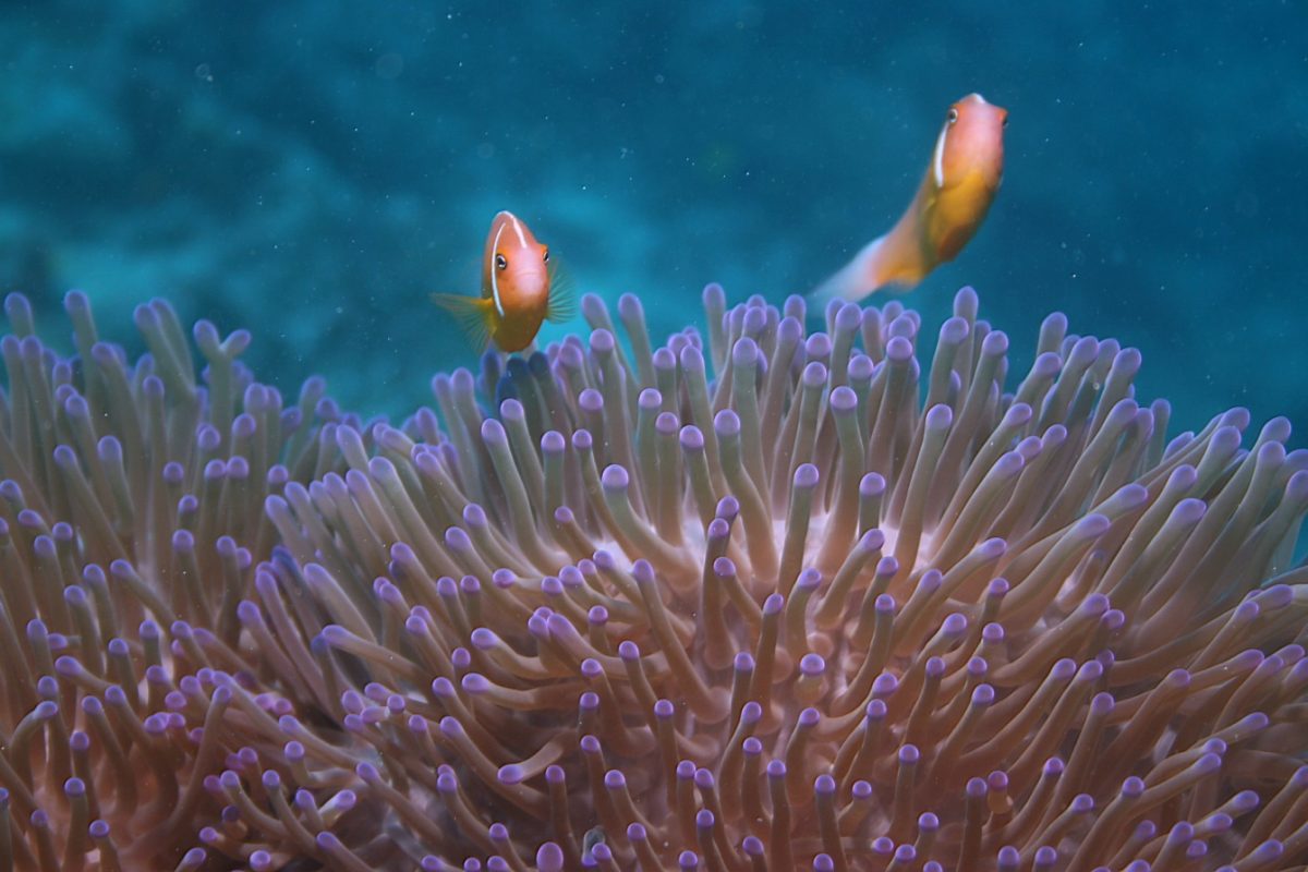 Captain Cook Cruises Fiji Celebrates Marine Month in May