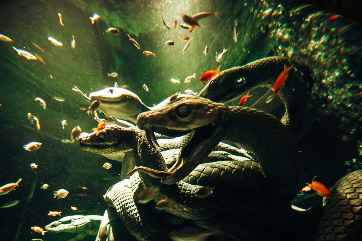 Atlantis Dubai reopens transformed ‘Lost World Aquarium’